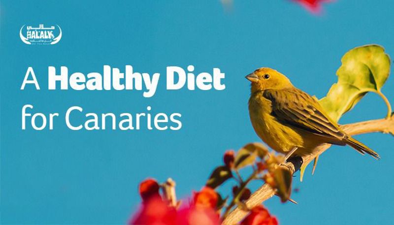 A Healthy Diet for Canaries